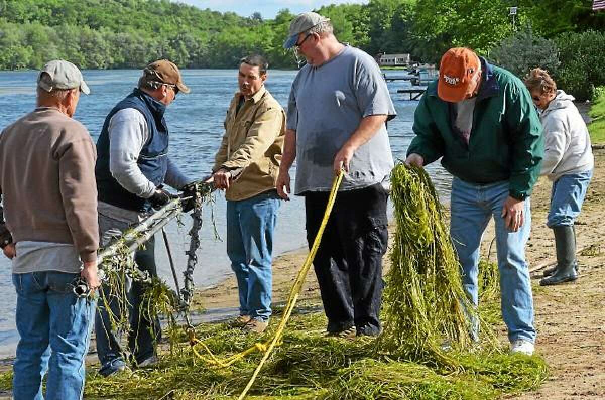 Photo by Amy Portuniki - Volunteers help remove invasive weeds from Lake Beseck beach area last month in Middlefield.