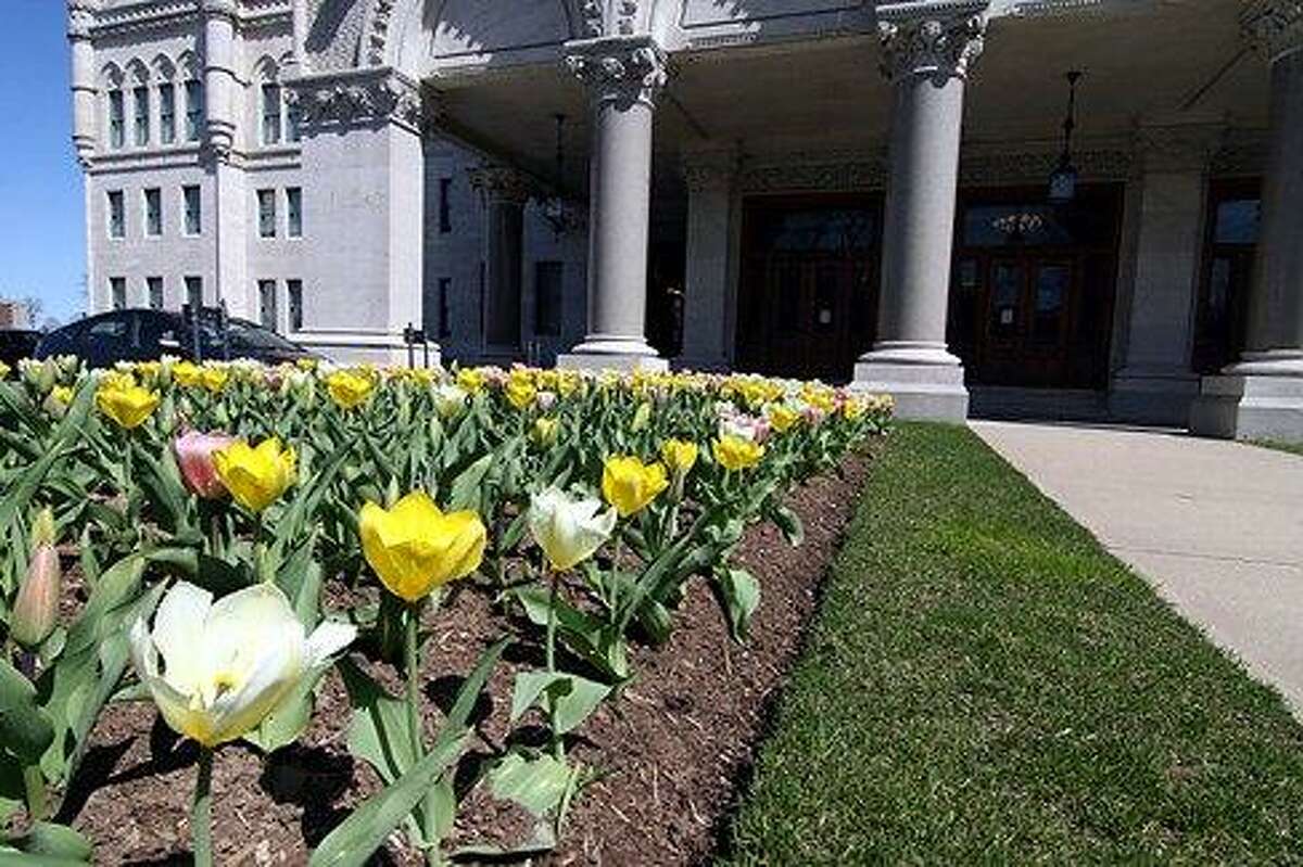 Capitol tulip bed. Christine Stuart/CTNewsJunkie
