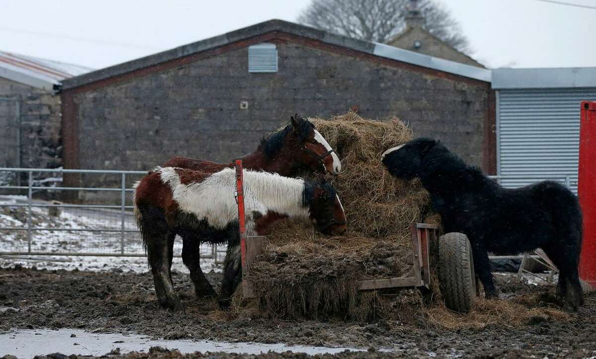 Horses stand in a field next to the Peter Boddy Licensed Slaughterhouse, in Todmorden, northern England February 13, 2013. British police and regulators raided a slaughterhouse and a meat processor on Tuesday suspected of selling horse meat as beef, expanding a Europe-wide scandal that has shocked consumers and exposed flawed food safety controls. REUTERS/Phil Noble