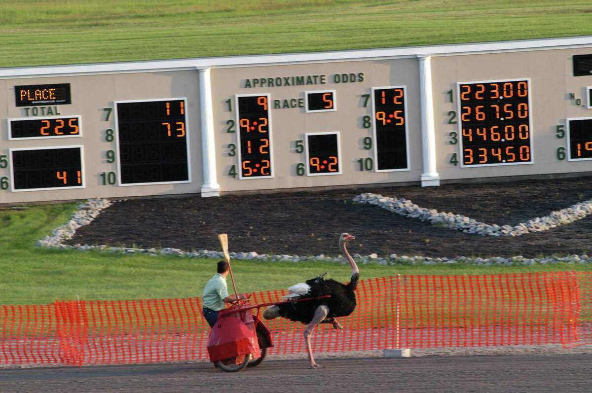 JESSI PIERCE - ONEIDA DISPATCH Fans cheered and laughed as the ostriches made their way down the short distance of the track.