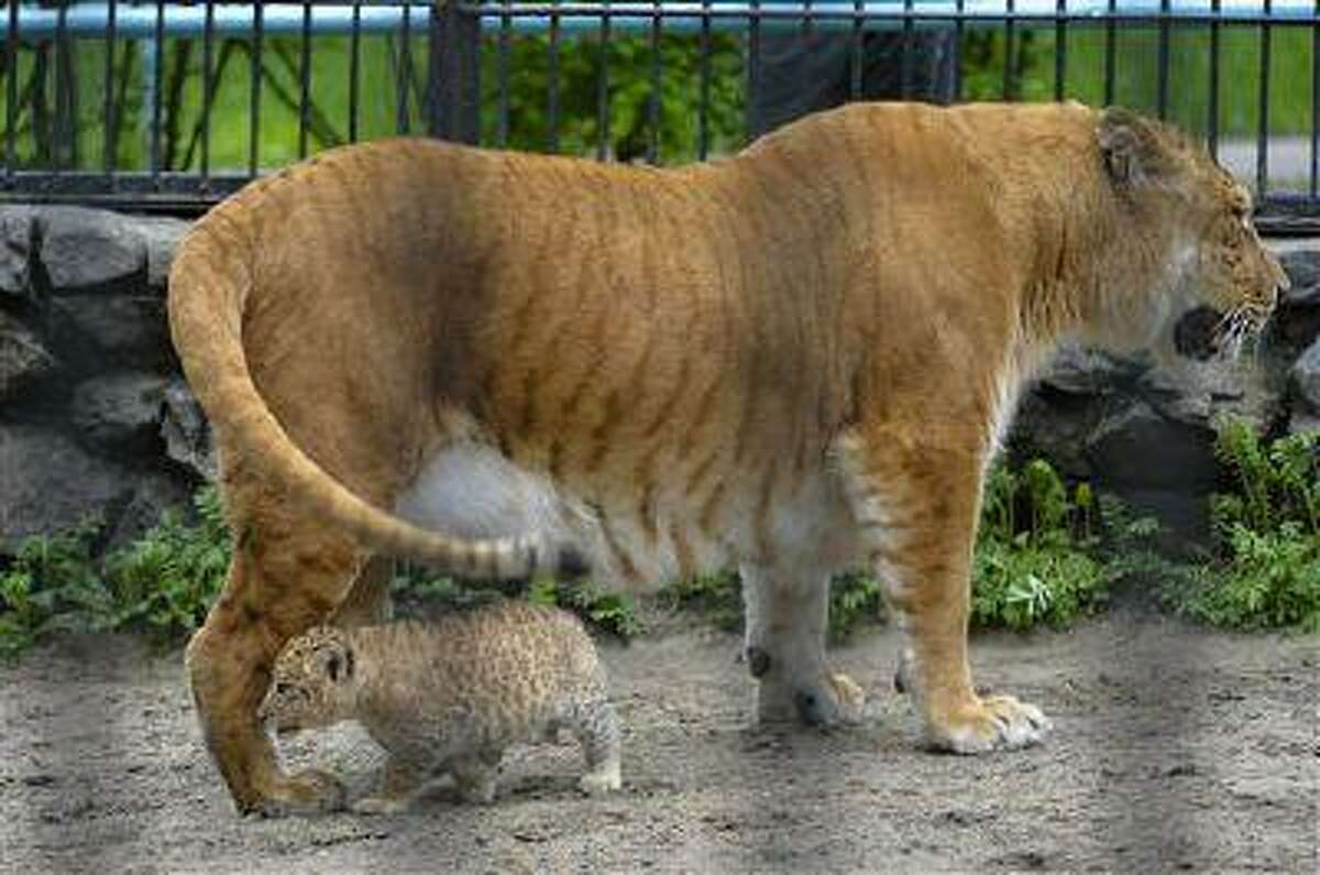 In this Tuesday, June 18, 2013 photo Zita, a liger, half-lioness, half-tiger stands with her one month old liliger cub in the Novosibirsk Zoo. The cub's father is a lion, Sam. (AP Photo /Ilnar Salakhiev)