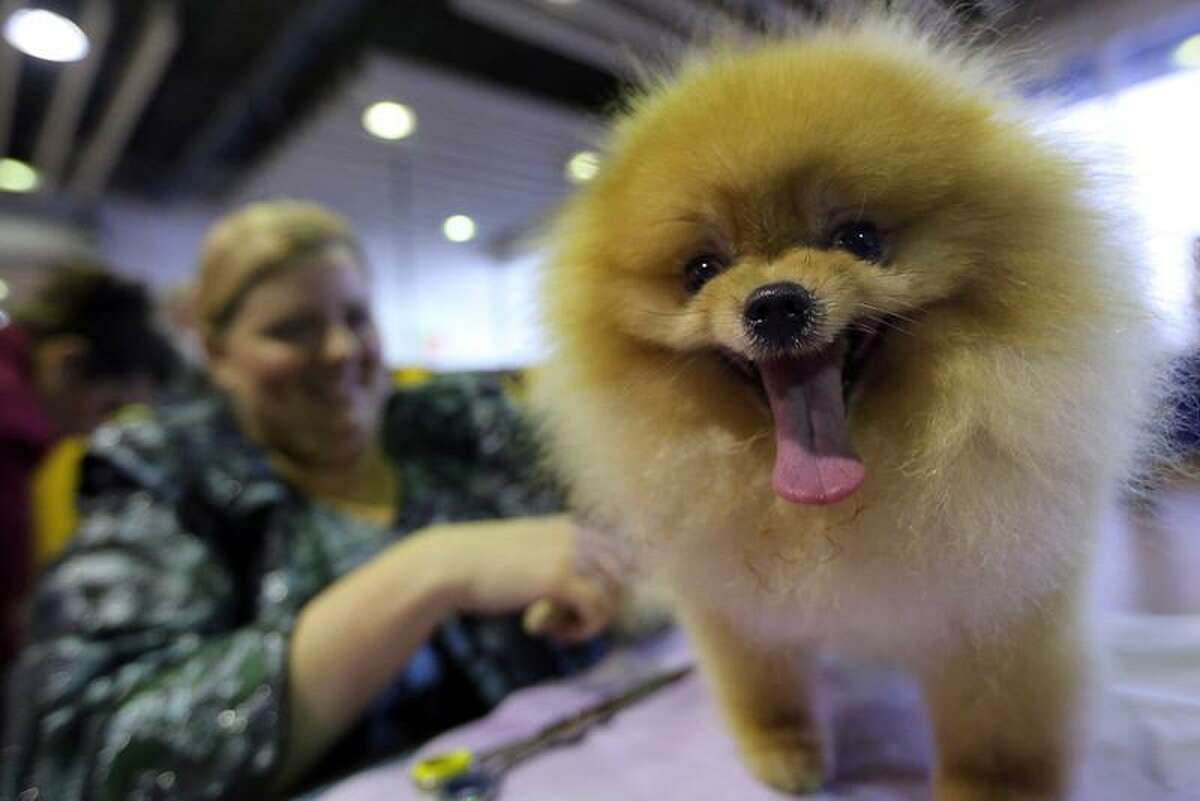 Michelle Ridenour, of Novi, Michigan, grooms Tigger, a 3-year-old Pomeranian, during the 137th Westminster Kennel Club dog show, Monday, Feb. 11, 2013 in New York. (AP Photo/Mary Altaffer)