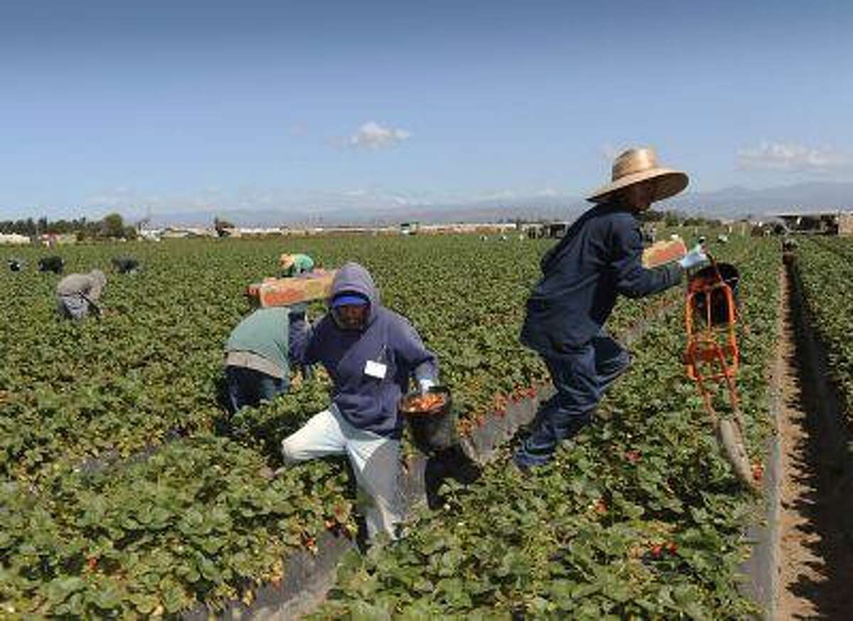 Field workers pick strawberries in Oxnard, Calif., April 16, 2013. In California, laborers from Mexico and Central America help make it the No. 1 farm state, with more than $43 billion in cash receipts in 2011.