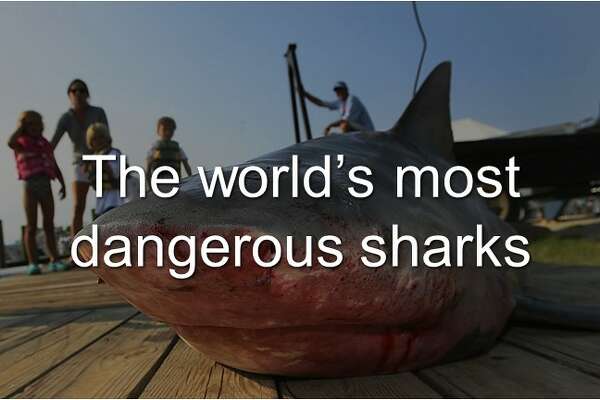 Shark Week facts: These are the generally harmless sharks that probably