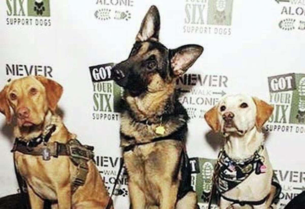 Three canines from Got Your Six Support Dogs.