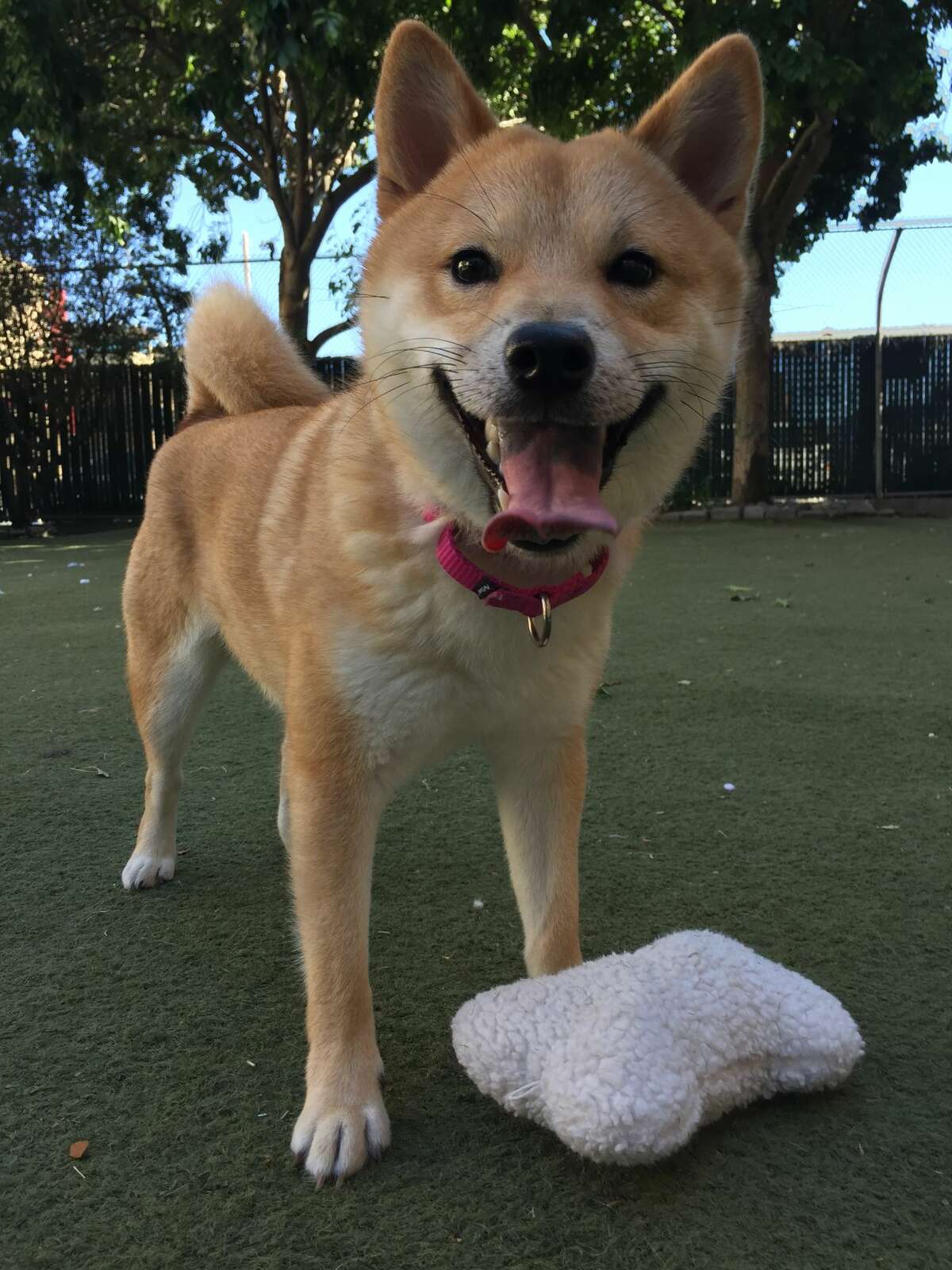 The owner of this Shiba Inu has been sentenced to probation for graphic animal abuse that was caught on an elevator camera. Aniki is now being cared for at Northern Nevada Shiba Rescue, where the staff will work to find a permanent home for him.