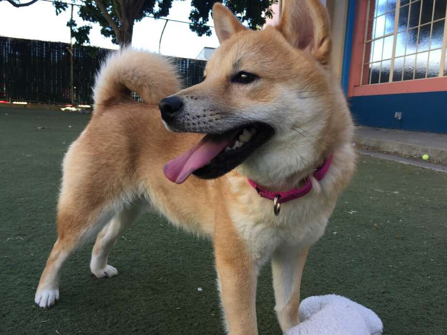 Sf Man Pleads No Contest To Abuse Of Shiba Inu Dog On