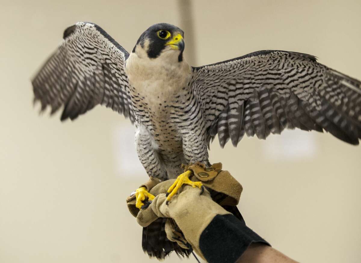 An American kestrel spreads its wings during the Birds of Prey presentation by the Wildlife Recovery Association held at the Greendale Senior Center in Shepherd on Wednesday, July 26, 2017.
