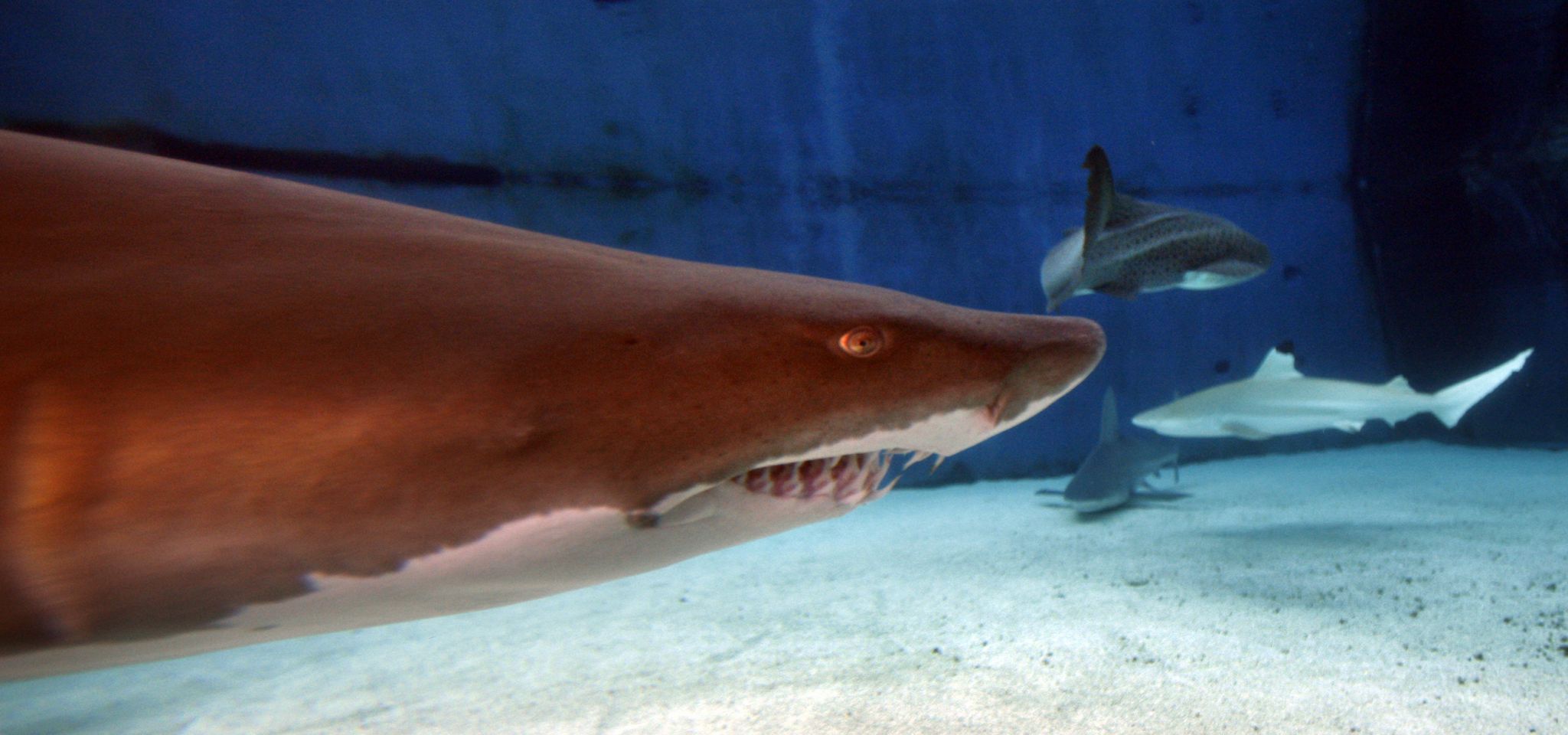 pet sharks for home aquariums