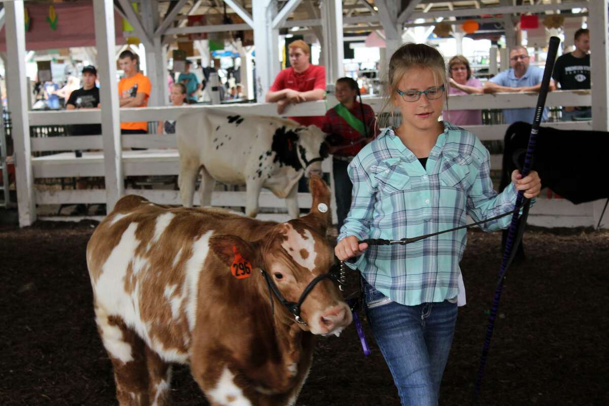 Livestock shows and midway rides were popular at the Tuscola County Fair Wednesday in Caro.