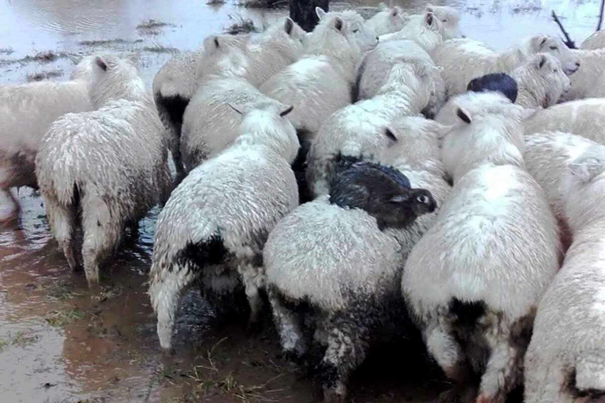 Three wild rabbits escaped rising floodwaters by climbing onto the backs of some sheep on a farm near Dunedin, New Zealand. ﻿
