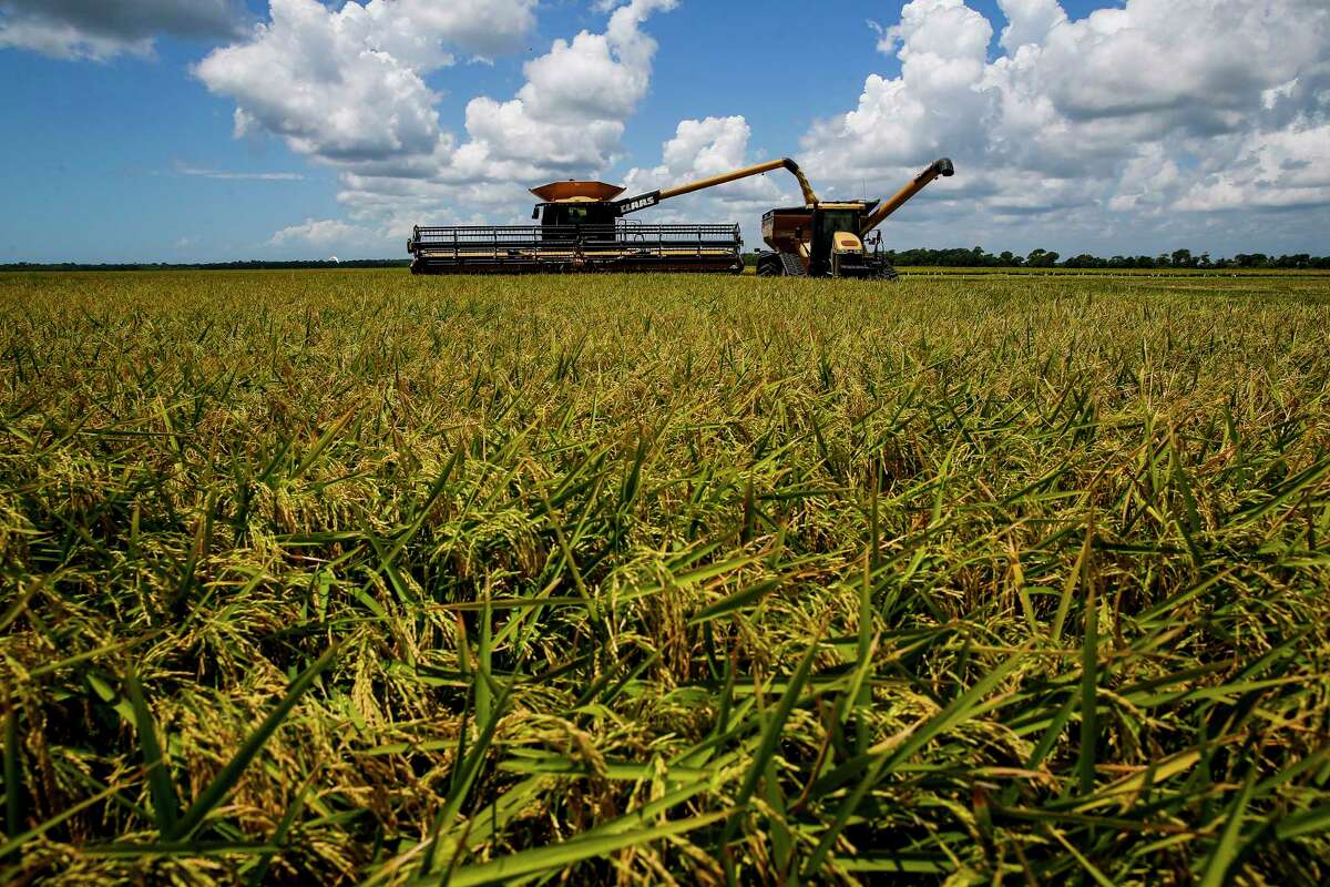 Texas rice farmers hope China deal brings more than a grain of relief