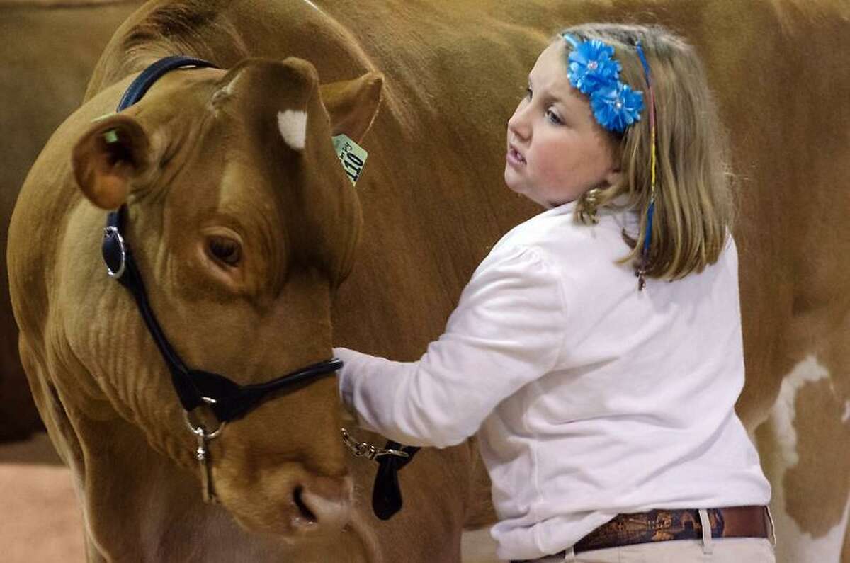 Emily Myers, 6, shows her Reserved Grand Champion Guernsey "Grumpy", Saturday at the 2012 Durham Fair. VM Williams/Register