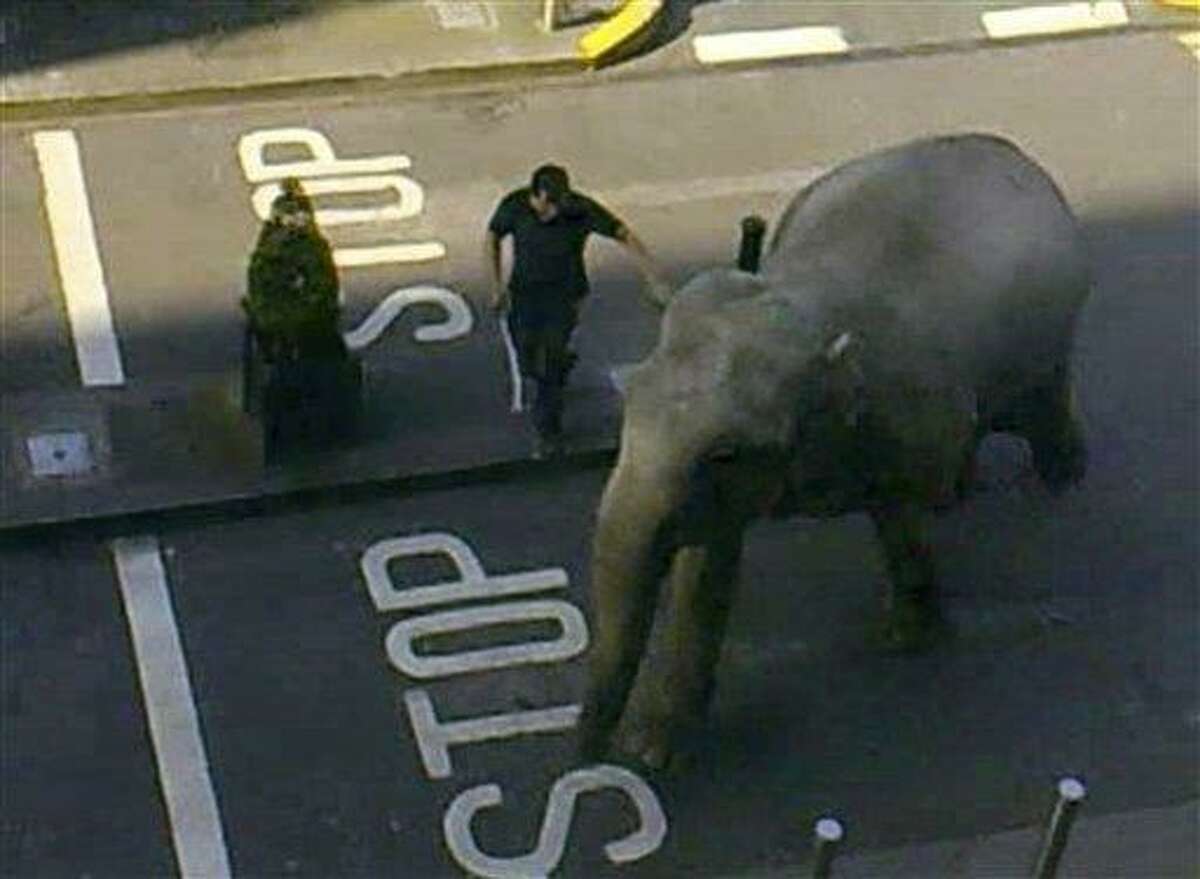 In this image taken from amateur video, showing zoo keepers trying to guide an elephant away from a coffee shop and to stop it rampaging through the streets of Dublin, Ireland, Tuesday. The 40-year old pachyderm elephant bolted from a nearby circus in southern Ireland on Tuesday, causing some alarm to customers in a coffee shop where keepers caught up with the runaway. No one was injured in the incident. Associated Press