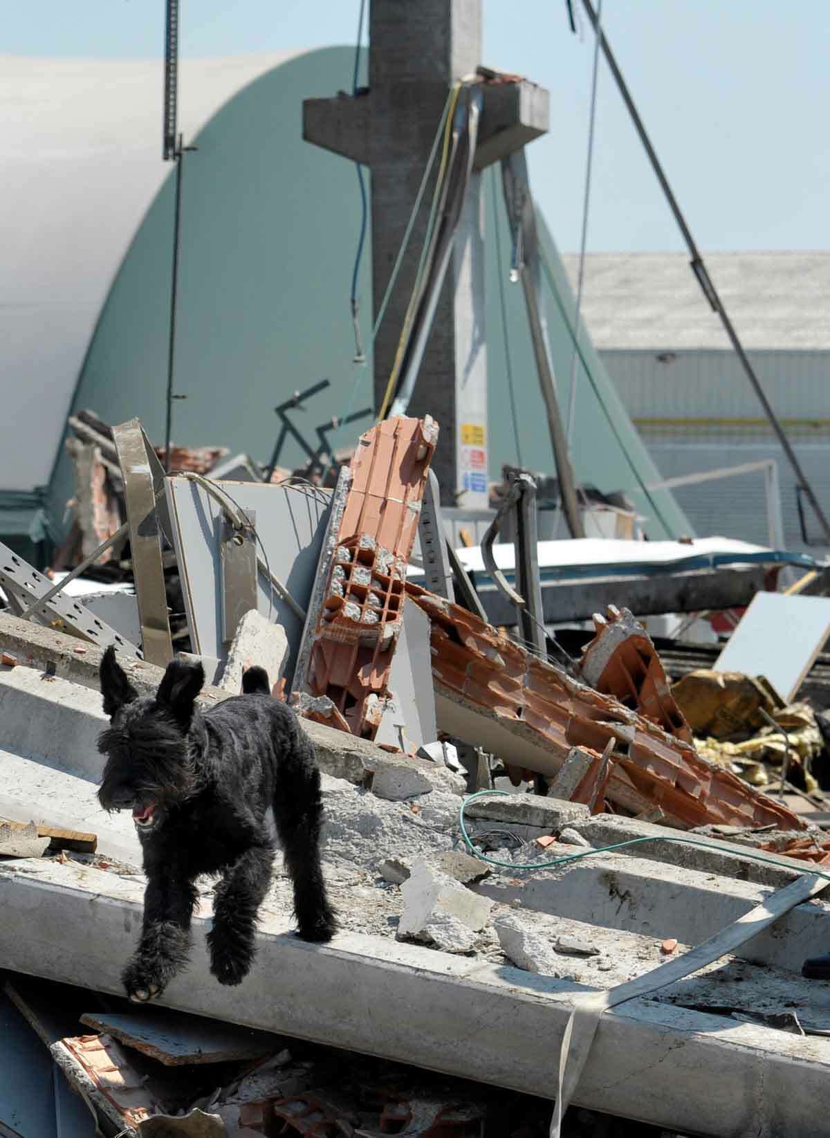 A dog walks amid debris of a collapsed factory in Mirandola, northern Italy, Tuesday, May 29, 2012. A magnitude 5.8 earthquake struck the same area of northern Italy stricken by another fatal tremor on May 20. (AP Photo/Marco Vasini)