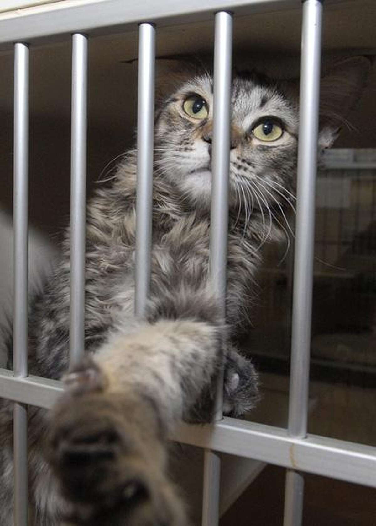 Mobile home housed 130 cats