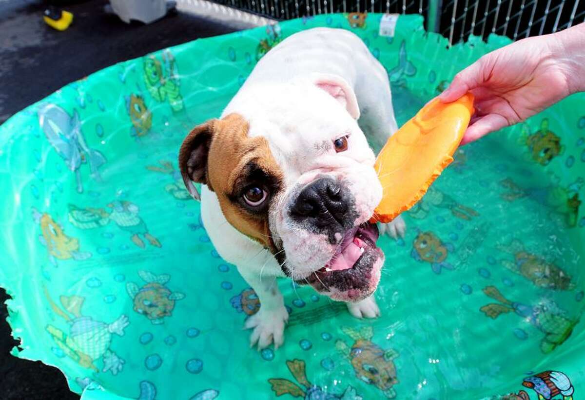 A bulldog, Hogan, is photographed in an outdoor kiddie pool at Bark Avenue Pethouse in Milford on 7/12/0212.Photo by Arnold Gold/New Haven Register AG0456A