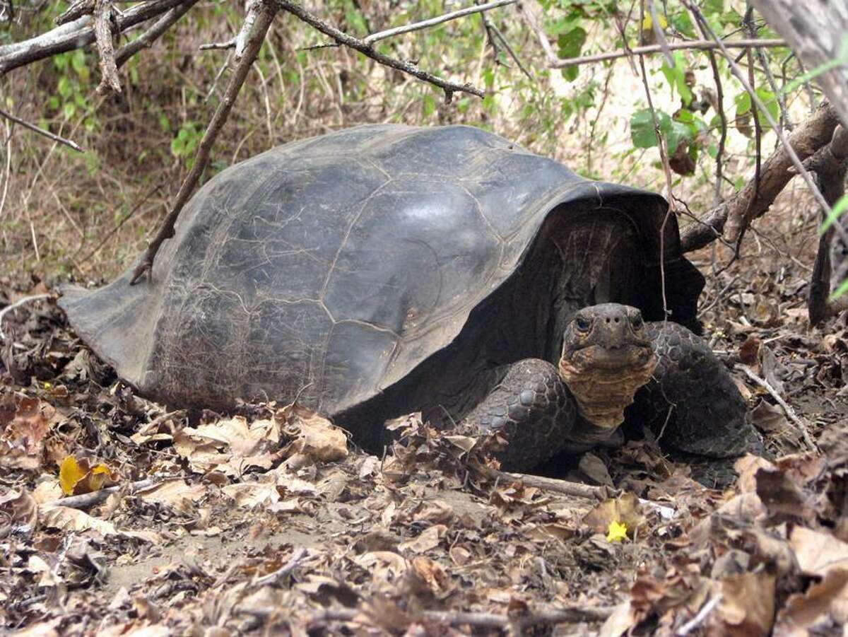 15 giant Galápagos tortoises found slaughtered