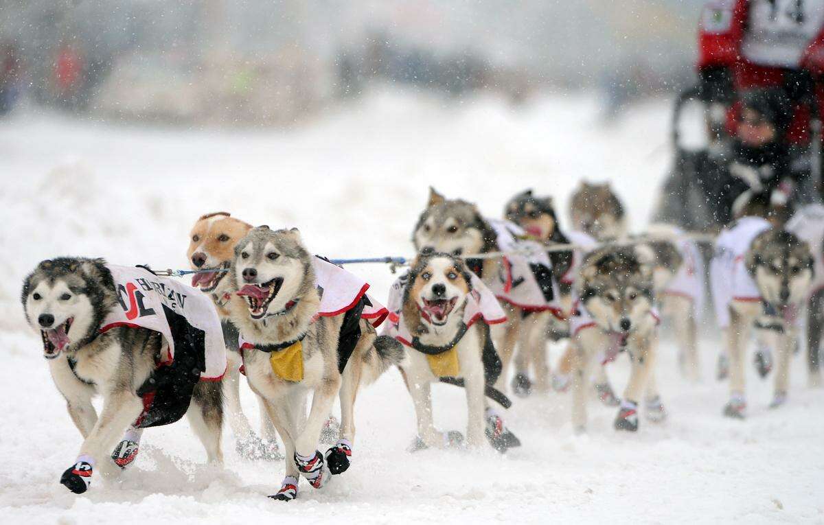 Photos Iditarod Trail Sled Dog Race in Alaska 2012