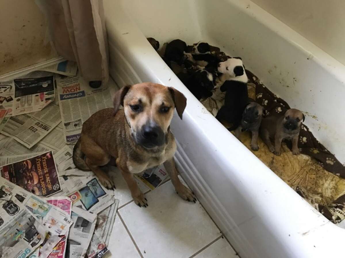 The Humane Society of North Texas and Keller Animal Control officers seized 27 dogs and 84 cats from a home in the 300 block of Anita Avenue in Keller, Texas on July 25, 2017. 