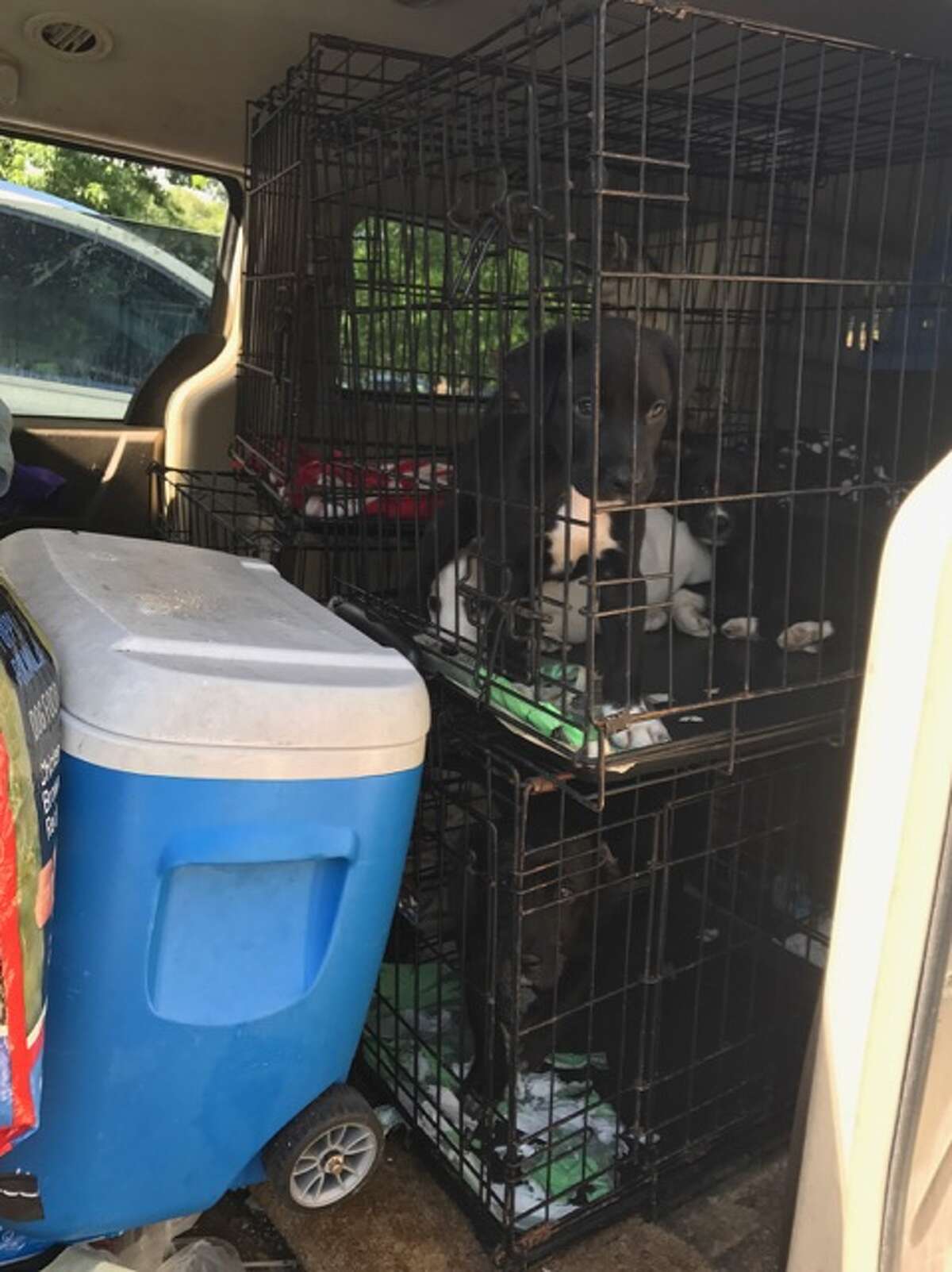The Humane Society of North Texas and Keller Animal Control officers seized 27 dogs and 84 cats from a home in the 300 block of Anita Avenue in Keller, Texas on July 25, 2017.