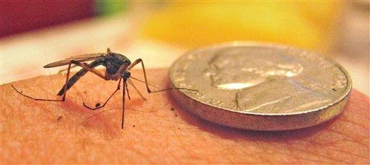 A giant mosquito, probably a week or two old, is shown next to a nickel to gauge its size. Some species grow from egg to adult in less than a week. Heavy rains this month mean ditches, old tires, tin cans, even water held in an old leaf or the crook of a tree are all viable breeding locations. The bugs are so thick in many neighborhoods few people venture out at dusk. Associated Press