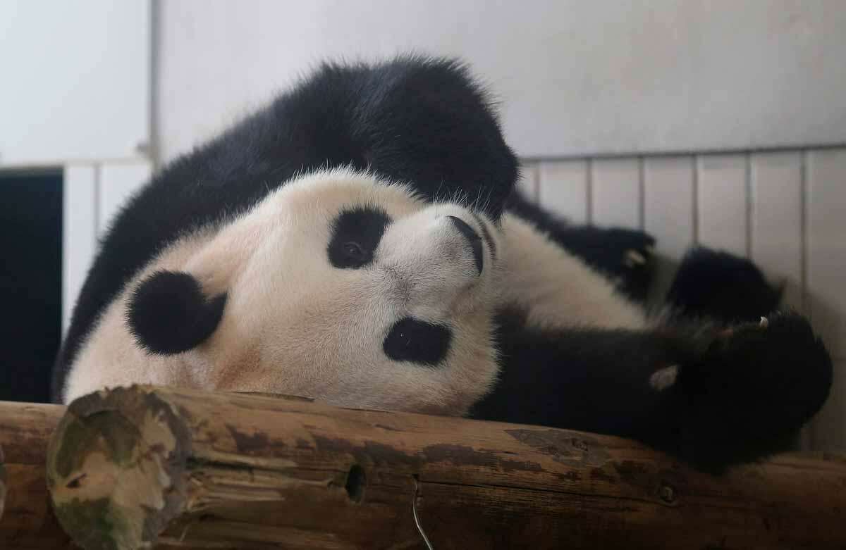 Female giant panda Shin Shin rests at Ueno Zoo in Tokyo Wednesday, June 27, 2012. The zoo announced Monday that Shin Shin, who arrived from China with a male partner in Feb, 2011, has shown signs of pregnancy. The zoo plans to suspend public viewing from July 3 to monitor her closely. A zoo official said the status won't be confirmed until the birth of a baby because there are many cases that end in false pregnancy. (AP Photo/Shizuo Kambayashi)
