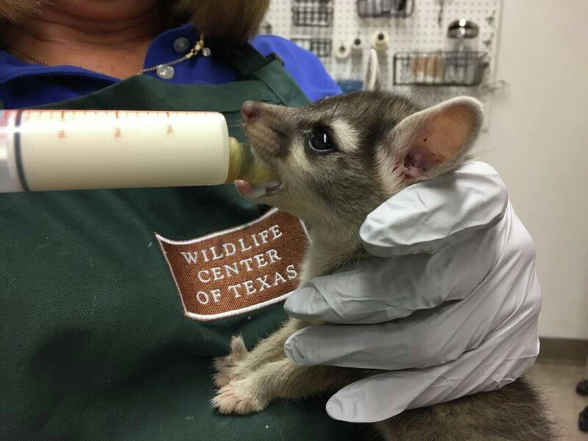 Cute ringtail cat goes on scary journey to Houston under an RV and survives