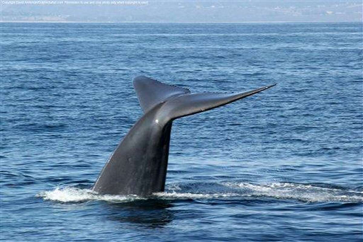 California tourists have whale of a time watching endangered creatures
