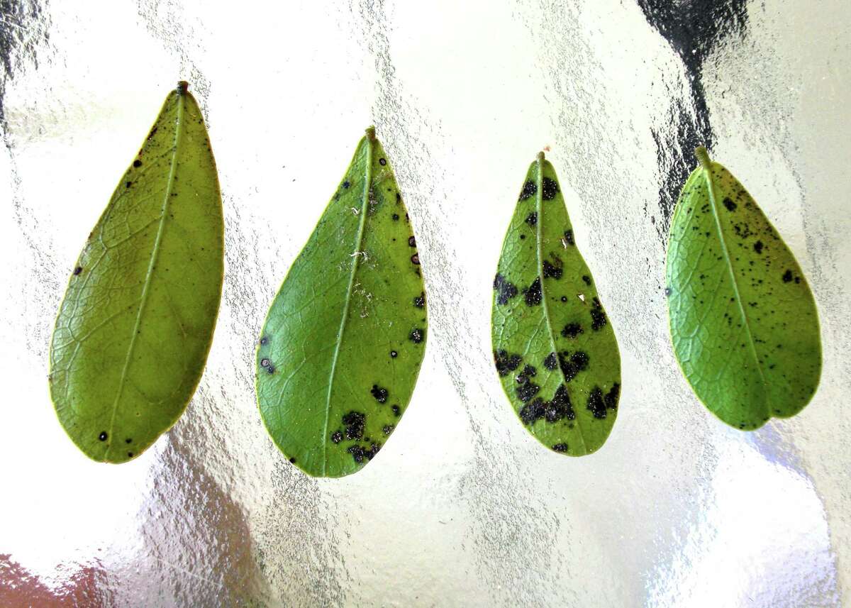 These spots on mountain laurel leaves are not from insects. Neil Sperry suggests spraying with a fungicide labeled for use on a wide range of shrub leaf spots.