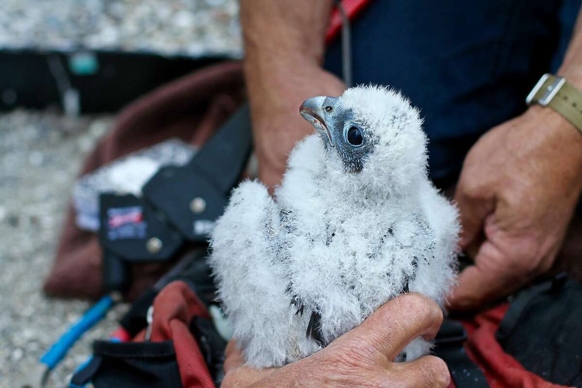 A falcon chick, raised by its parents at UC Berkeley�s Campanile.