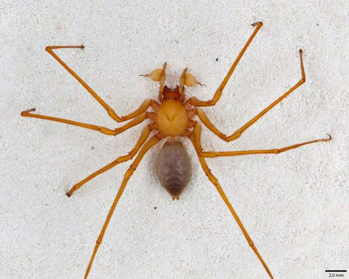 New family of spiders found in Oregon cave image