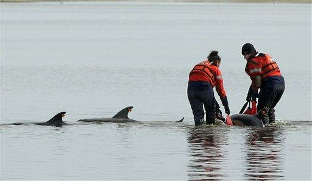 Using a sling Linda D'eri, left, and Misty Niemeyer, members of an International Fund for Animal Welfare rescue team, carry one of 11 dolphins stranded ion a mud flat during low tide in Wellfleet, Mass., Tuesday. Ten of the dolphins were saved and one perished during the event. There have been 177 dolphins stranded in the area since Jan. 12 and 53 have been successfully released. Associated Press