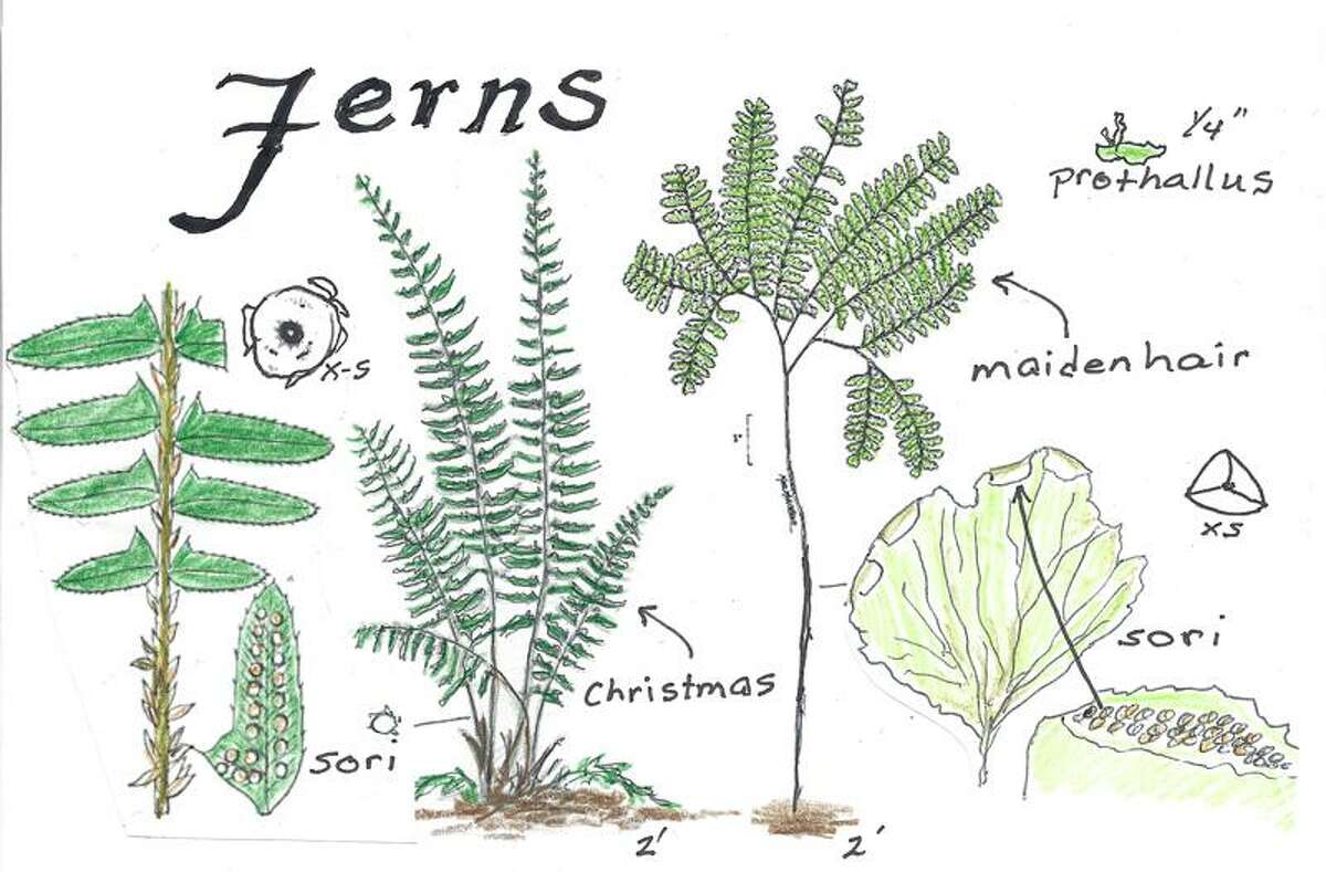 parts of a fern