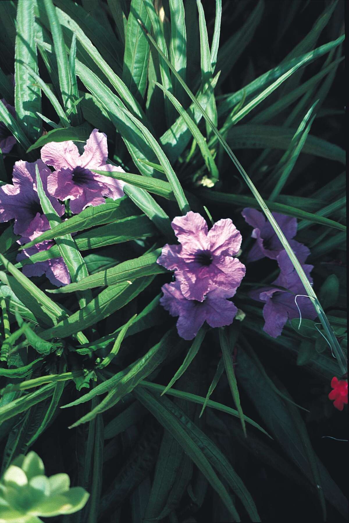 The deerproof plants you should plant this spring