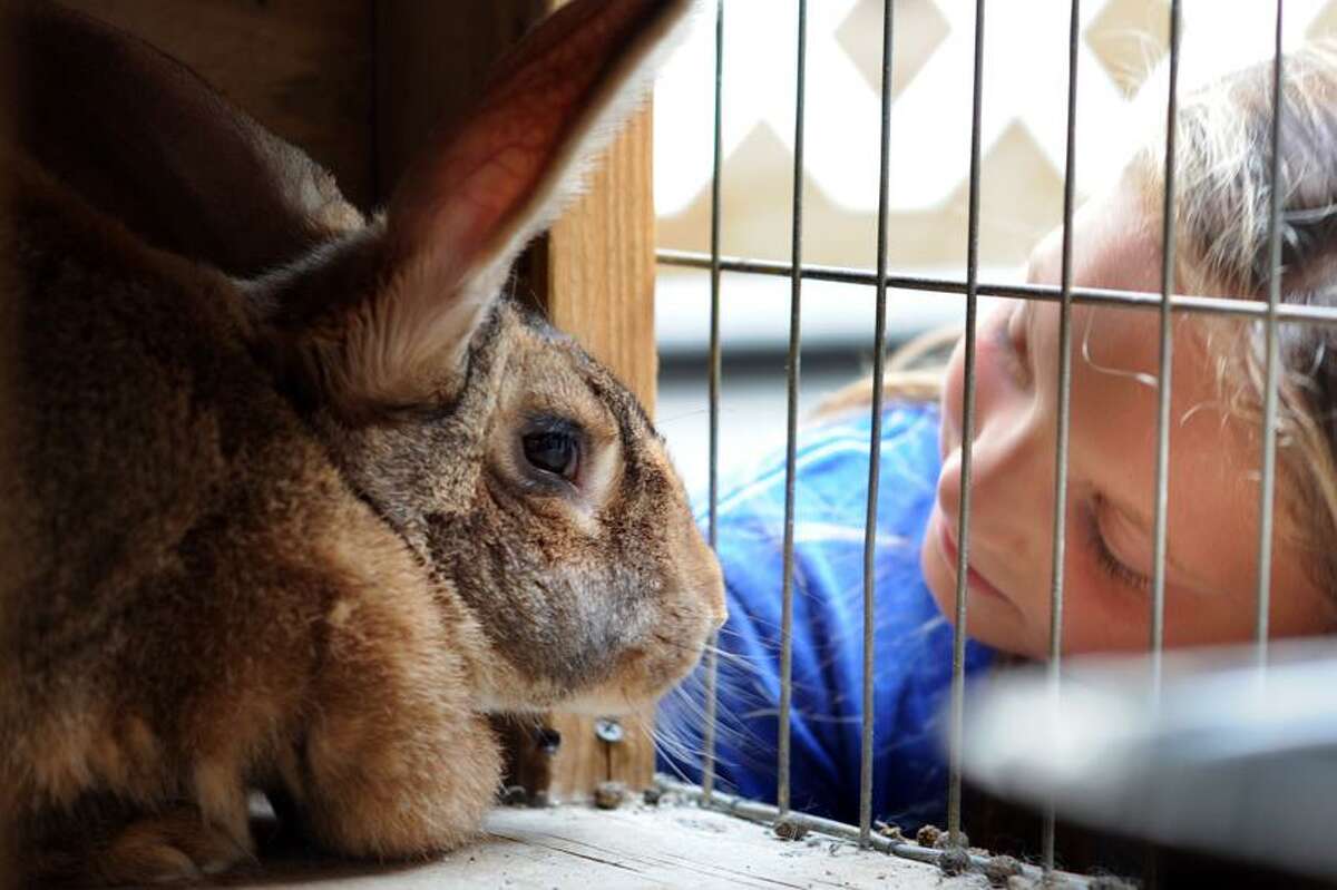 Kayden Lidsky coos to Sandy the family's pet bunny as it sits in its hutch. vm Williams/Register