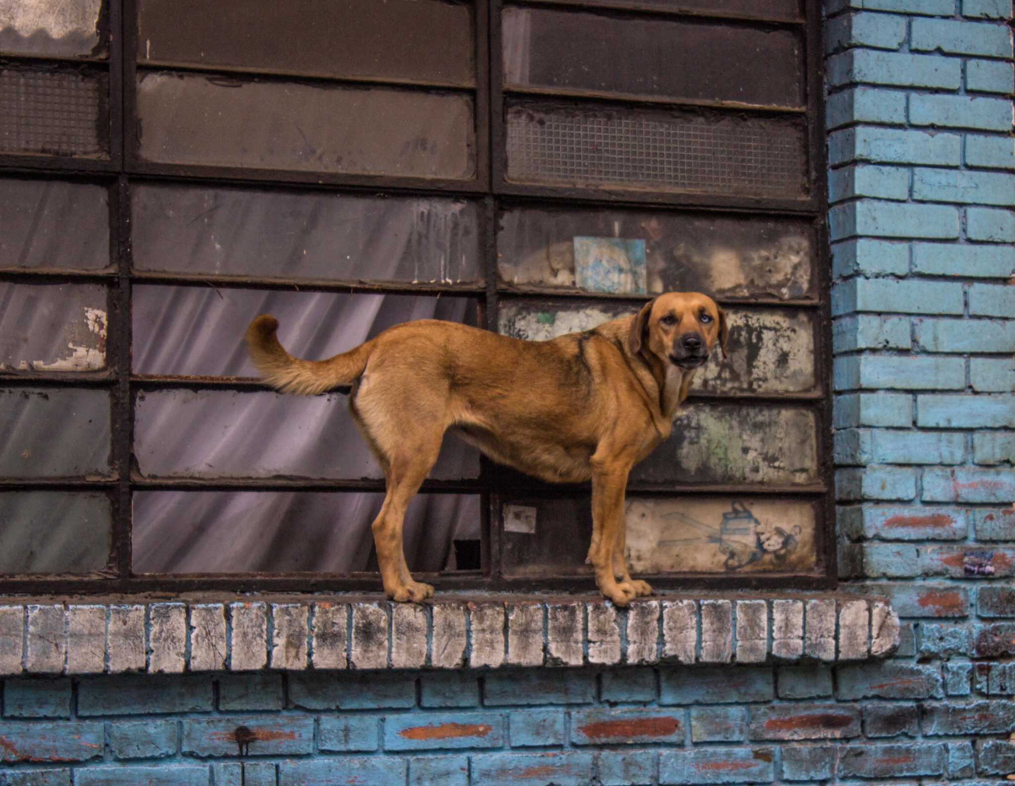 what to do if a dog is abandoned