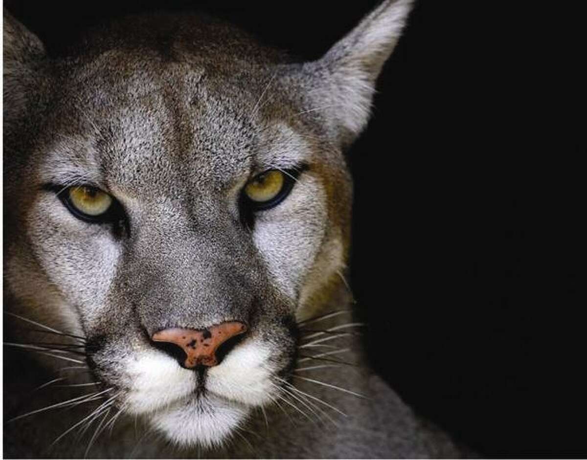 Return of the Native Mountain Lion in Connecticut?