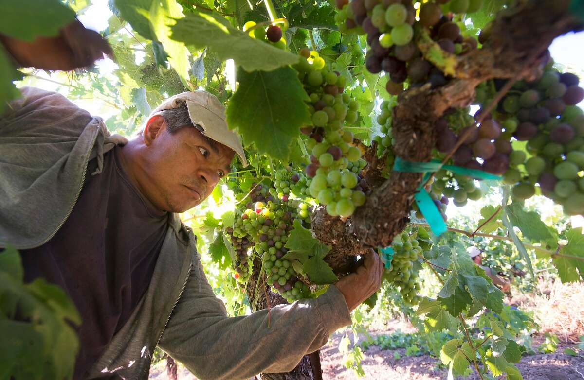 H2A employee for Seghesio Family Vineyards Juan Espinoza, 56, from Mexico City working at Chen's Vineyard Thursday morning in Healdsburg, California. July 27, 2017.