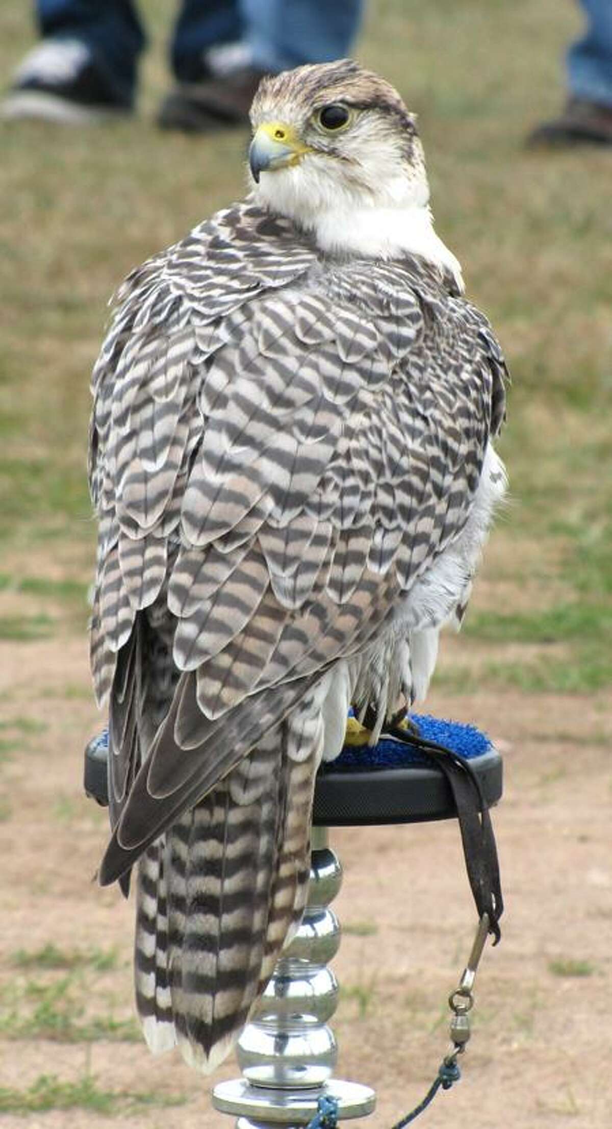 SKYHUNTERS IN FLIGHT: BIRDS OF PREY DEMONSTRATION at