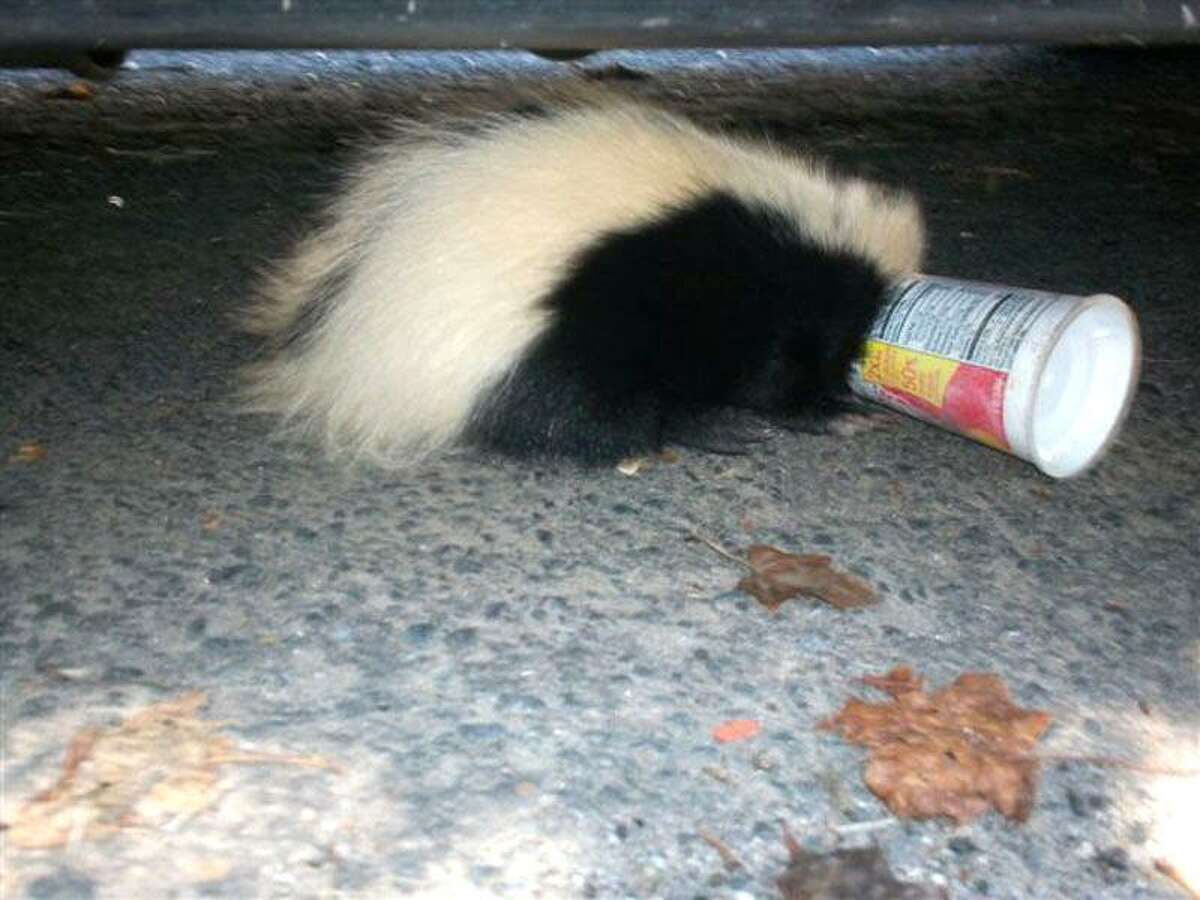 This photo shows a skunk in Shelton that got its face caught in a Yoplait yogurt container.