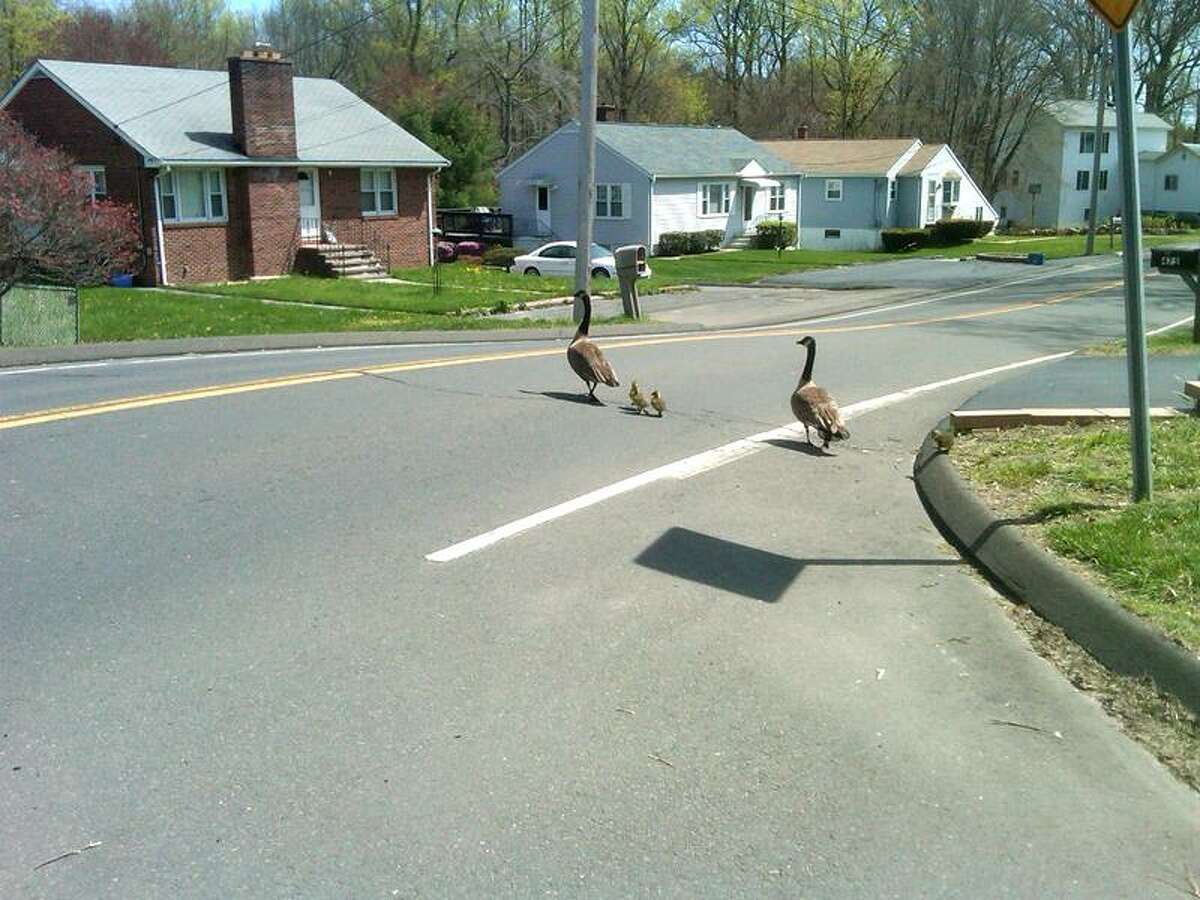 WONDER WHO THE GUY WAS: "Hi, my name is Stephanie Lendroth. I took a picture of geese crossing Silver Sands Road in East Haven, and a man driving by told me if I emailed them to the Register, he would put it in the paper."