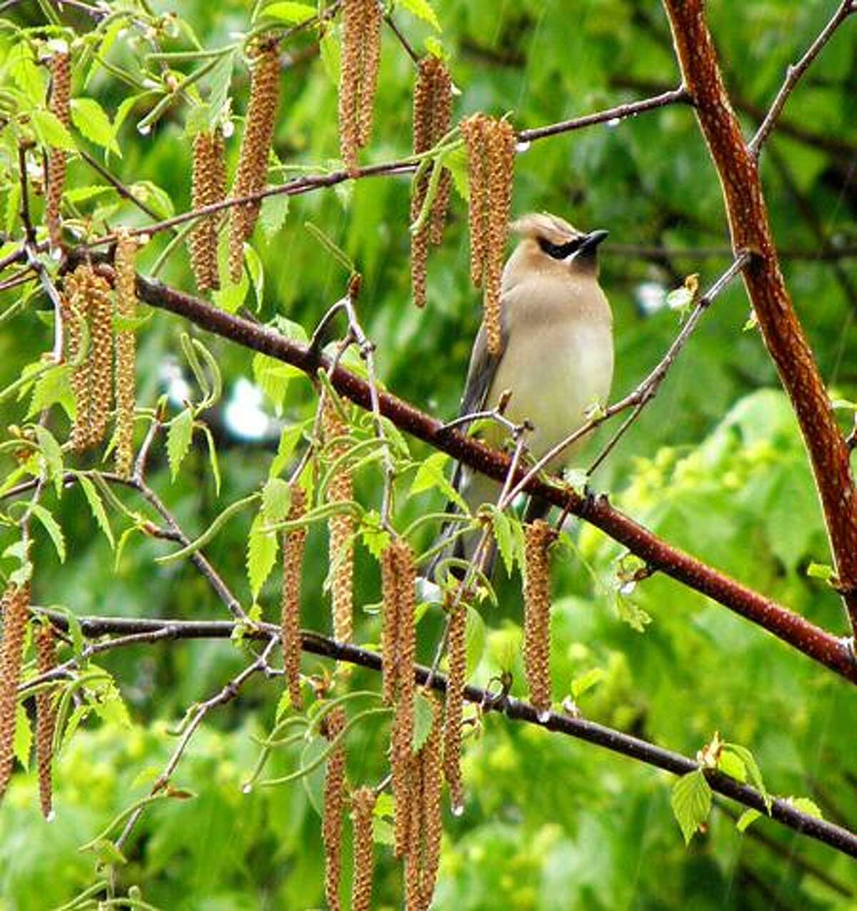 REASON TO KEEP THE CAMERA HANDY: Gwen Heuss-Severance sent along this image and note: "We enjoy reading Kathleen's column ... The return of the cedar waxwings to our Hamden backyard to gorge on juniper berries is always a welcome sign of spring."