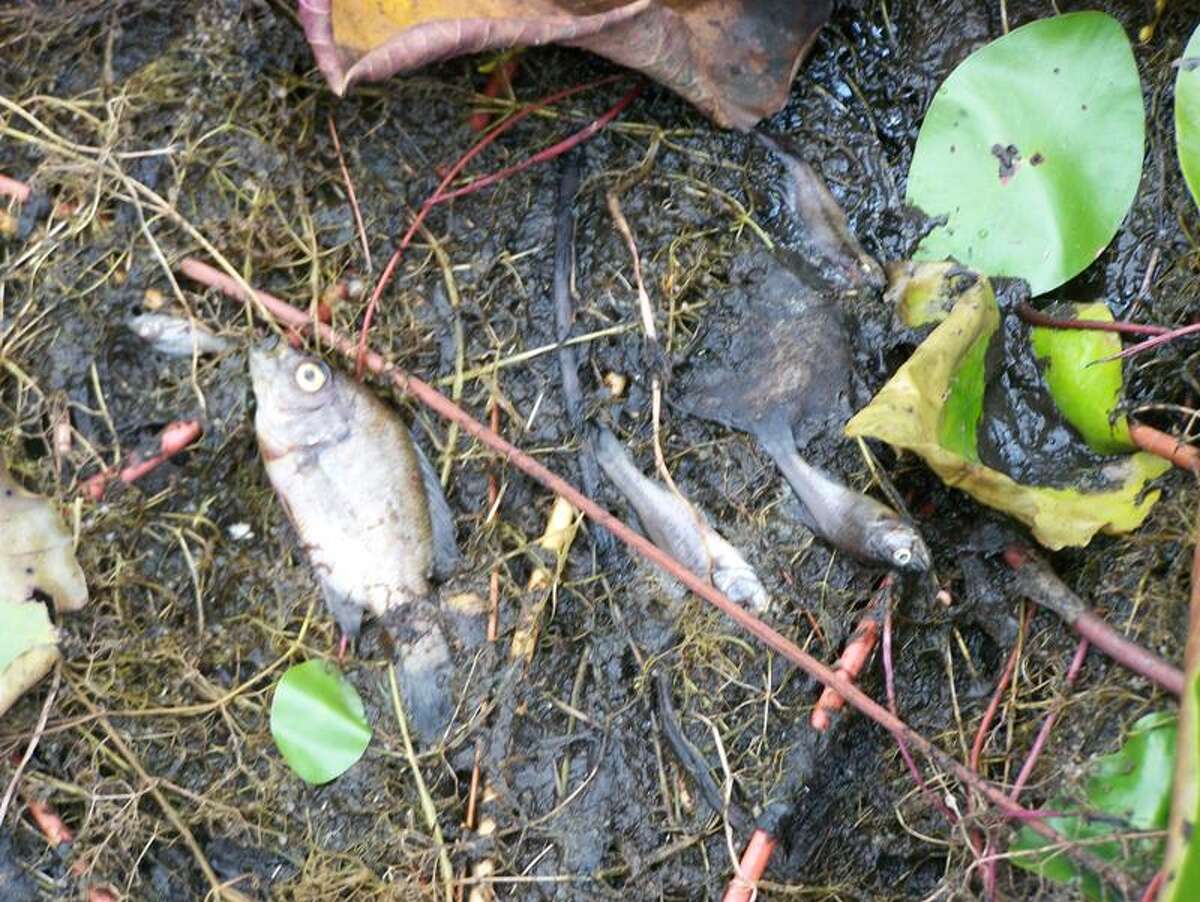 Fish killed after water level lowered in Guilford lake