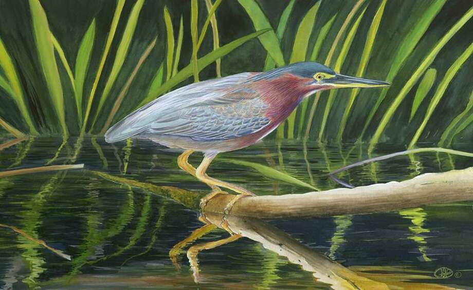 Drawn to Nature Natural Science Illustration artists teach us how to