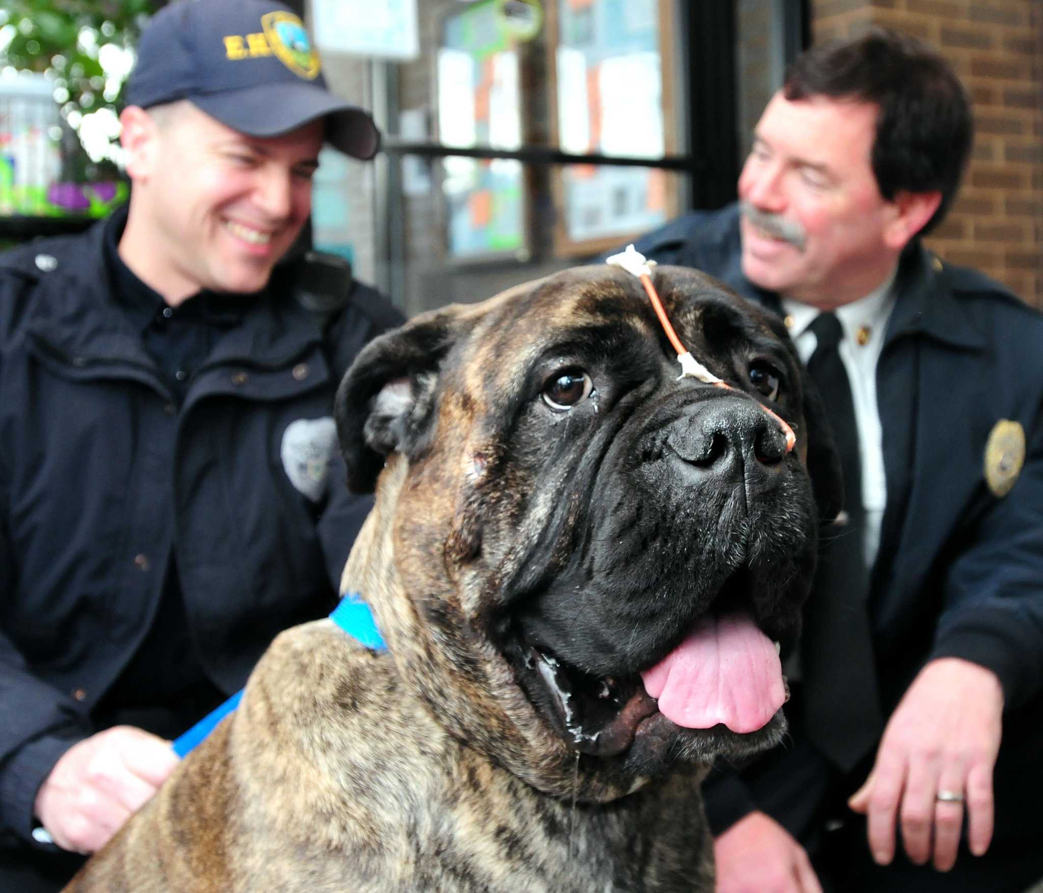LUCKY SASHA: Dog shot in East Haven fire recovering nicely, but has ...