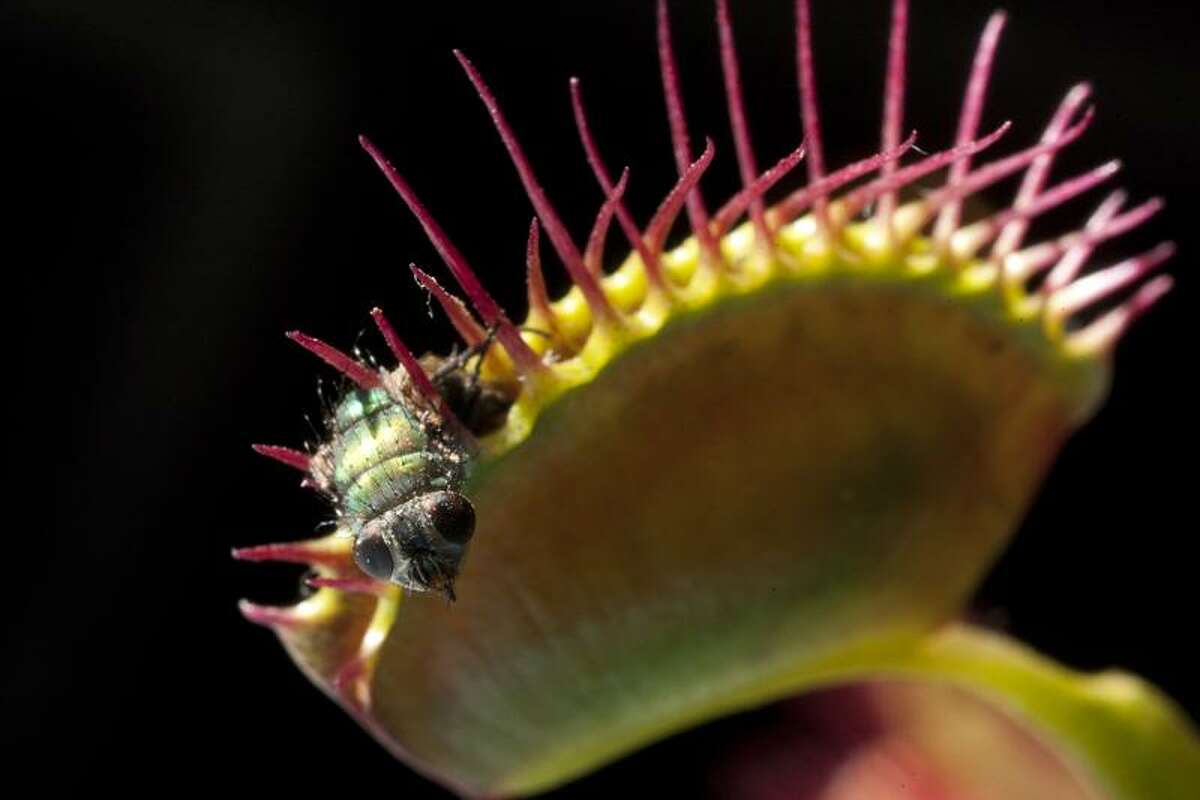 AP file photo: Venus' flytrap.