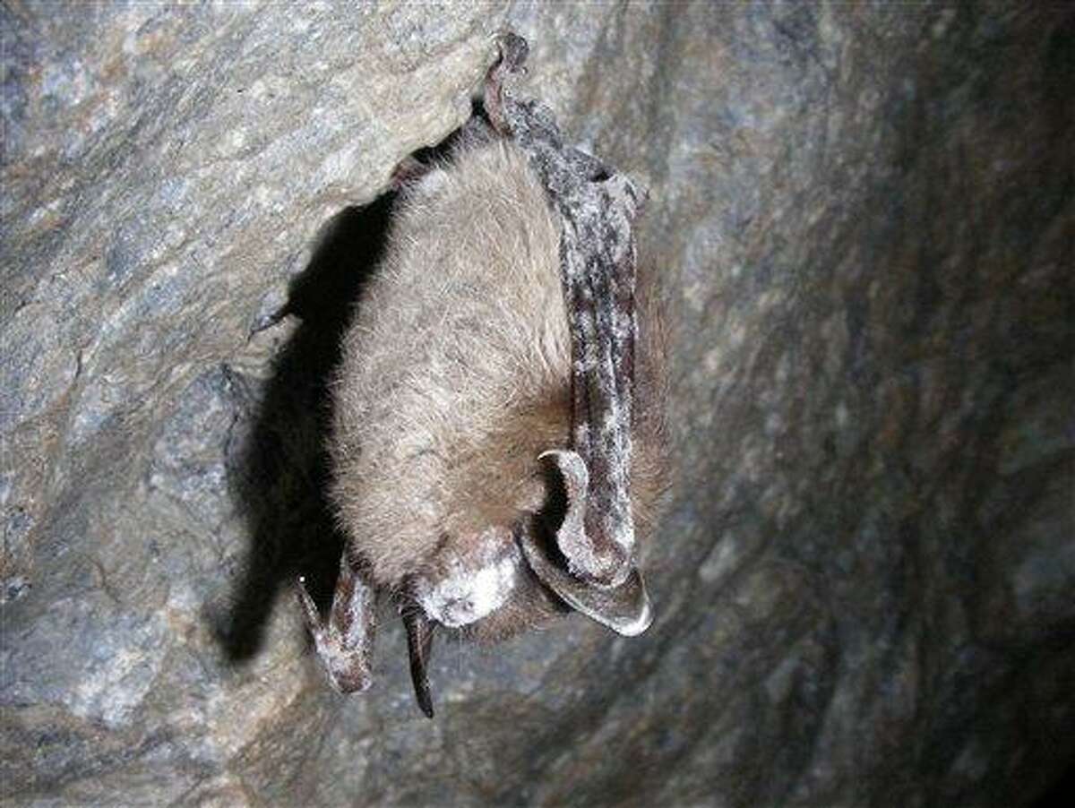 This March 26, 2009 photo provided by the U.S. Fish and Wildlife Service shows a little brown bat with white-nose syndrome in the Greeley Mine in Stockbridge, Vt. Scientists studying the mysterious ailment that has killed millions of bats in North America said in December 2011 that they are again finding small groups of surviving, healthy bats. (AP Photo/U.S. Fish and Wildlife Service, Marvin Moriarty)