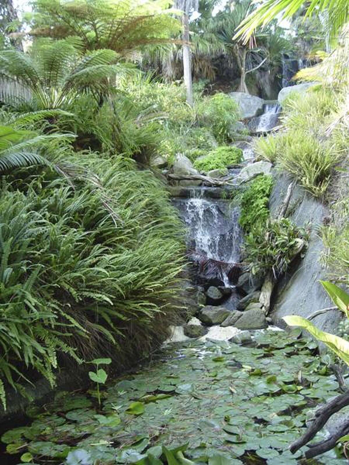 Ferns have been cleaning up our for eons