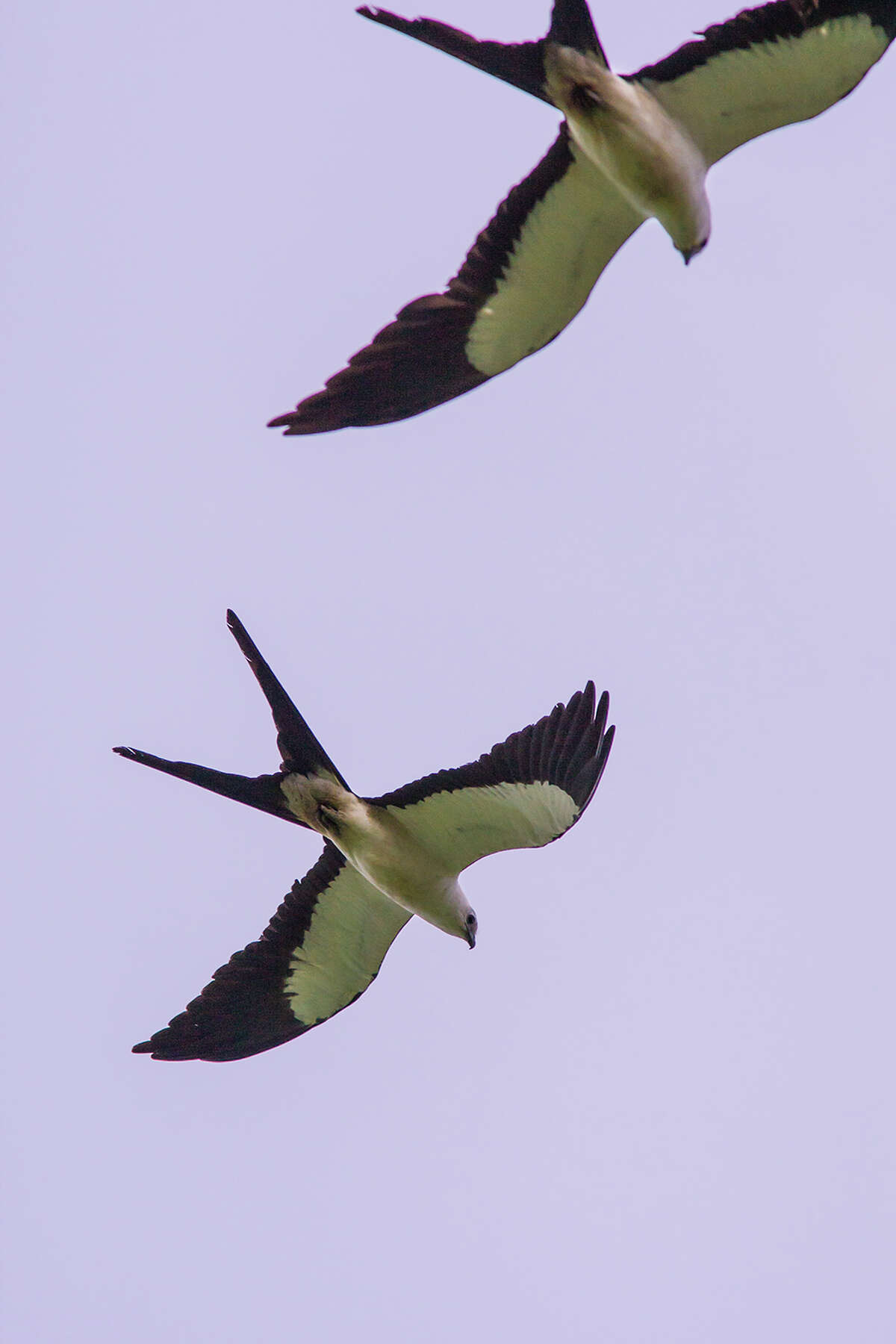 Swallowtailed kites prove elusive in Texas